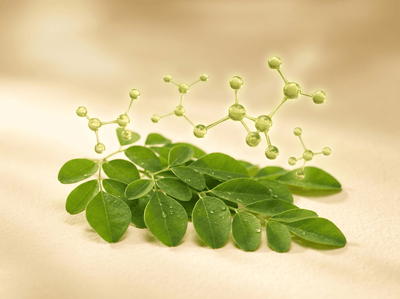 Nature's Most Nutrient-Dense Leaf